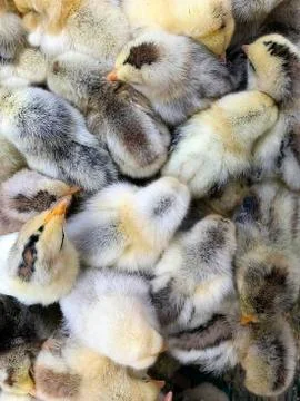 Small white-gray chickens. Stock Photos