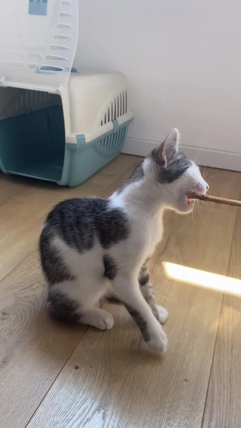 Small white gray tabby kitten plays with stick on light wooden floor Stock Footage 339479980