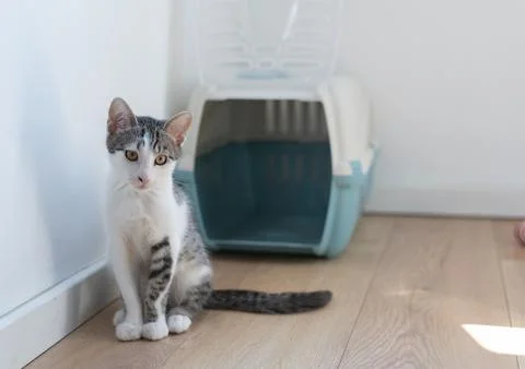 Small white gray tabby kitten sitting on wooden floor next to open pet carrier Stock Photos