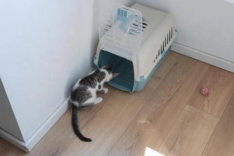 Small white gray tabby kitten exploring light blue pet carrier, overhead view Stock Photos