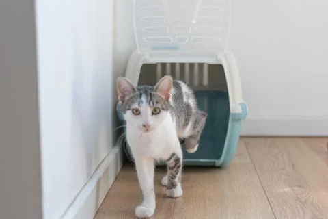 Small white grey kitten walking from pet carrier on light wooden floor low 库存照片