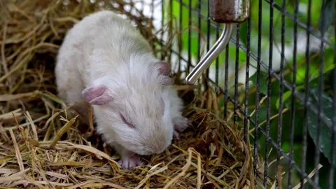 Small white guinea pigs in cage Stock Footage 330760637