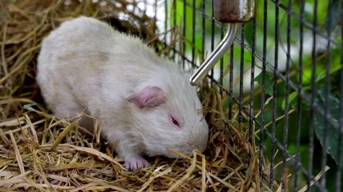 Small white guinea pigs in cage Stock-Footage 330761585
