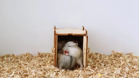 A small, white hamster is gnawing a nut in a wooden house. Rodent cubs sleep in Stock Footage 219414387