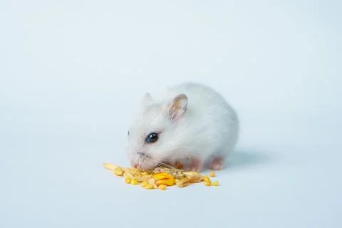 Small white hamster, on a white background. Stock Photos
