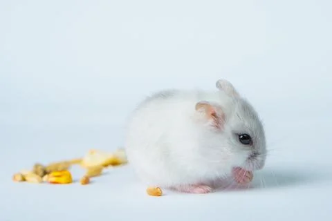Small white hamster, on a white background. Stock Photos
