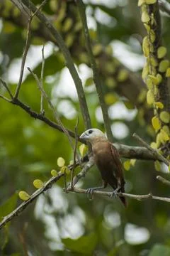 A small white-headed munia bird perched gracefully on a tree branch. Stock Photos