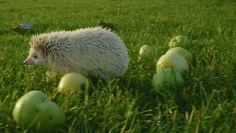 A small white hedgehog runs on the green grass on which there are apples Stock Footage 228034752