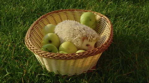 A small white hedgehog sits in a wicker basket of green ripe apples in a Stock Footage 219757234