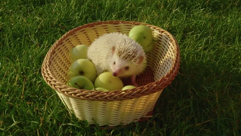 A small white hedgehog sits in a wicker basket with green apples then climbs out Stock Footage 247646898
