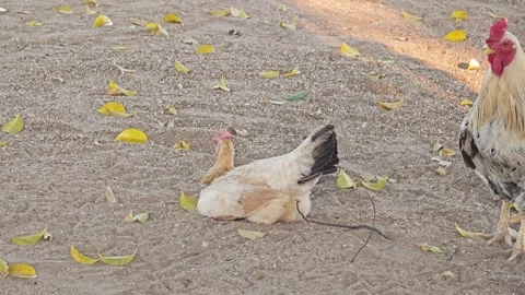 Small white hen sitting and resting on sandy ground with leaves. 스톡 동영상 339189165