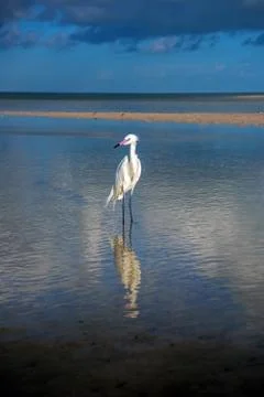 A small white heron is standing in the lagoon. Egretta garzetta. Stock Photos