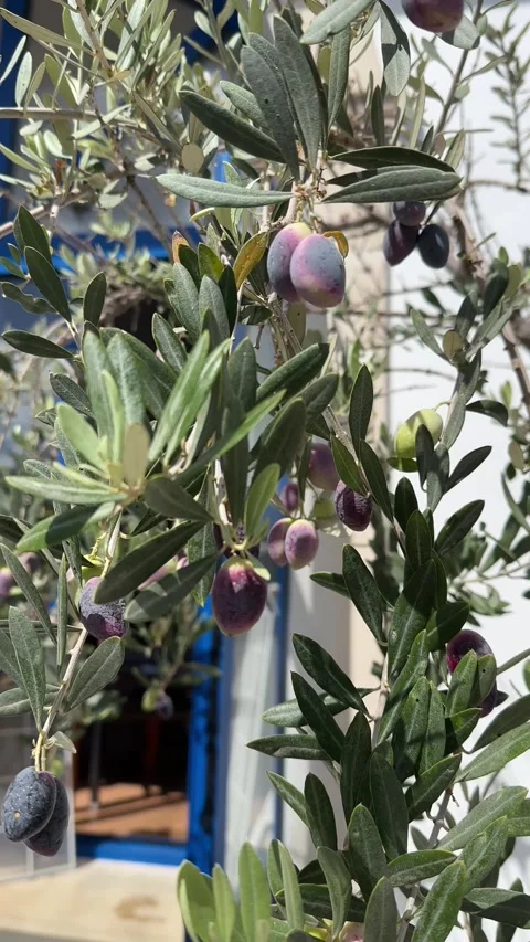 A small white house with opened blue shutters through olive tree branches Stock Footage 318516404
