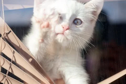 Small white kitten in the blinds on the window Stock Photos