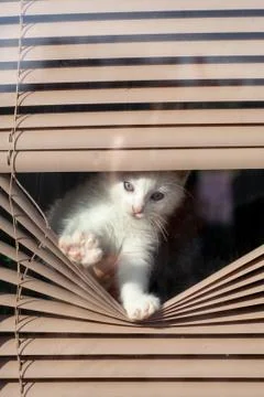 Small white kitten in the blinds on the window Stock Photos