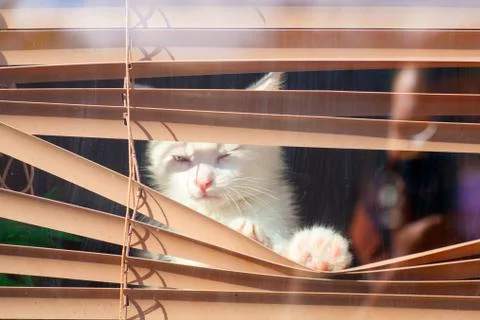 Small white kitten in the blinds on the window Foto stock