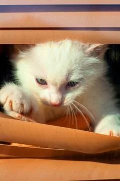 Small white kitten in the blinds on the window Stock Photos