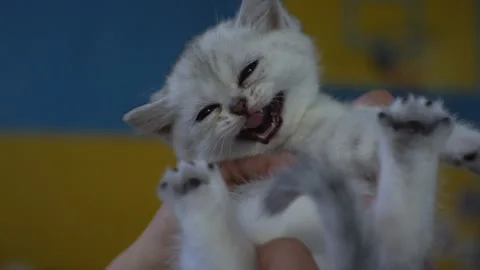A small white kitten breaks out of human hands. The kitten meows in human hands. Stock Footage 122526638