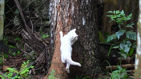 Small white kitten climbing down a tree and walking away Stock Footage 252507576