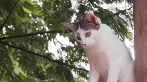 Small white kitten looks into the distance Stock Footage 136673241