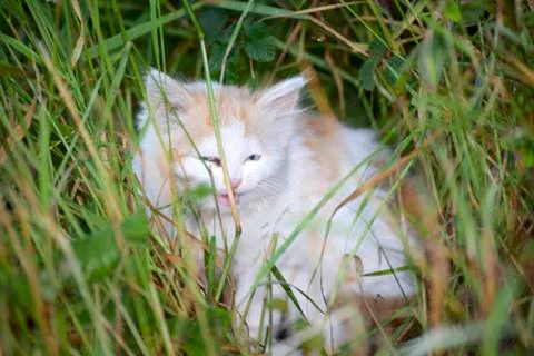 Small white kitten Stock Photos
