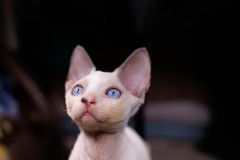 A small white kitten Foto stock