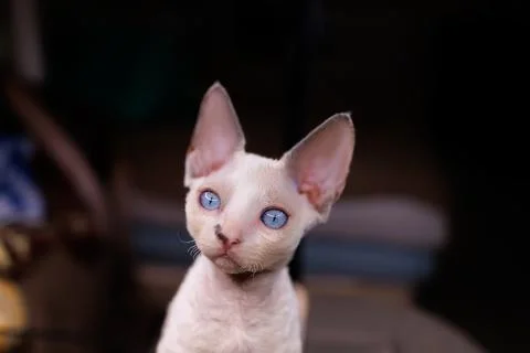 A small white kitten Stock Photos