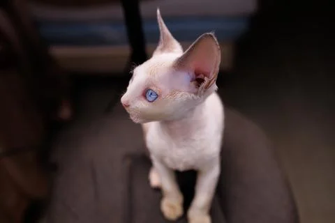 A small white kitten Stock Photos