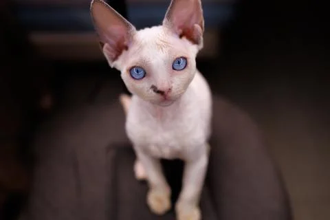 A small white kitten Stock Photos