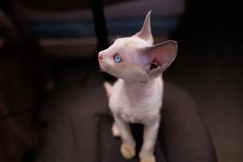 A small white kitten Stock-Fotos