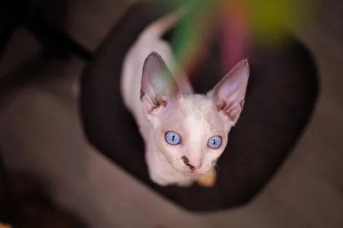 A small white kitten Stock Photos