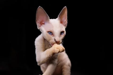 A small white kitten Stock Photos
