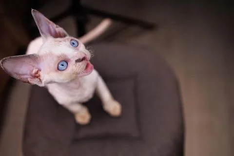 A small white kitten Stock Photos