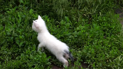 Small white kitten playing in green grass Stock Footage 138083505