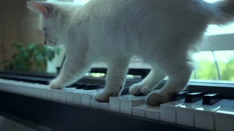 A small white kitten is playing the piano keys. Slow motion. Video stock 159485947