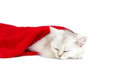 Small white kitten sleeping in a red towel on a white background Stock Photos