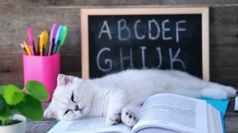 A small white kitten sleeps on open books Stock Footage 208335207
