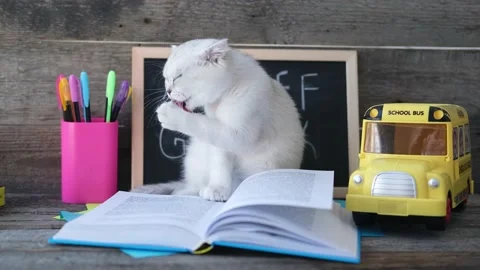 A small white kitten washes Stock Footage 237780267