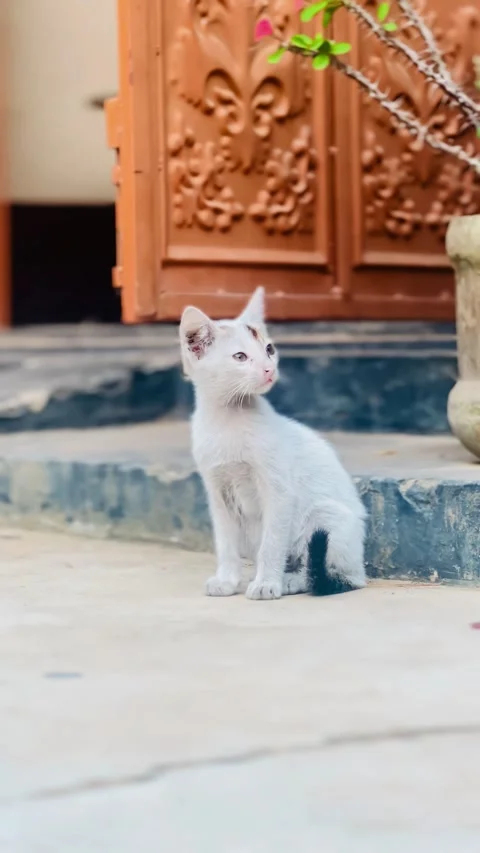 Small White Kitten(cat) Peacefully Outdoors  Step Looking Around Curious Stock Footage 345360927