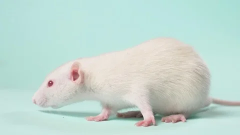 Small white laboratory rat, on a blue background Stock Footage 113741681