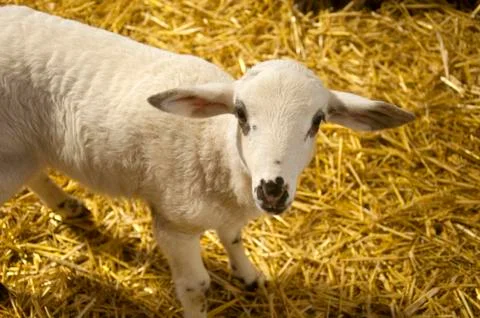 Small white lamb on the hay background Stock Photos
