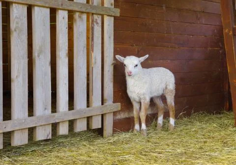 Small white lamb Stock Photos
