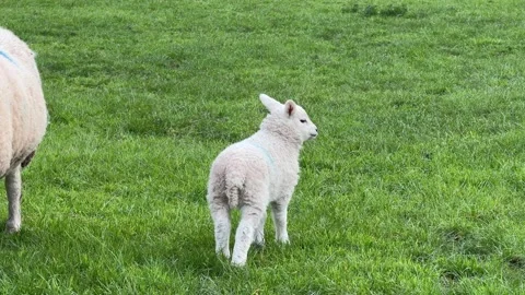 Small white lamb standing in green pasture Stock Footage 332024421