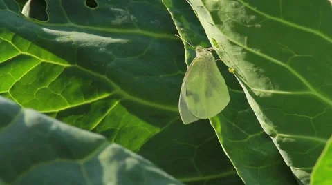 Small White laying eggs  on cabbage Stock Footage 43906336