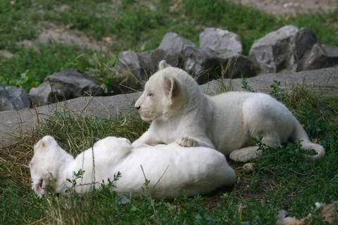 Small white lions playing in the grass Stock Photos