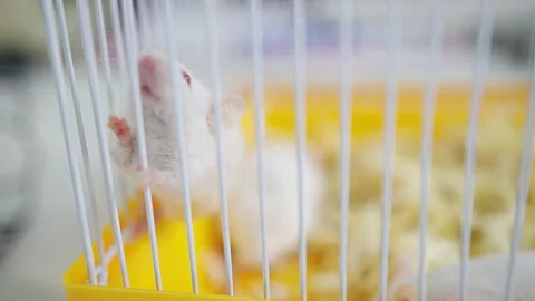 Small white mice in a lab cage Stock Footage 201286777