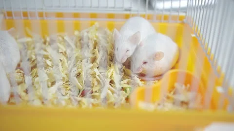 Small white mice in a lab cage Stock Footage