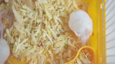 Small white mice in a lab cage Stock Footage 201286936