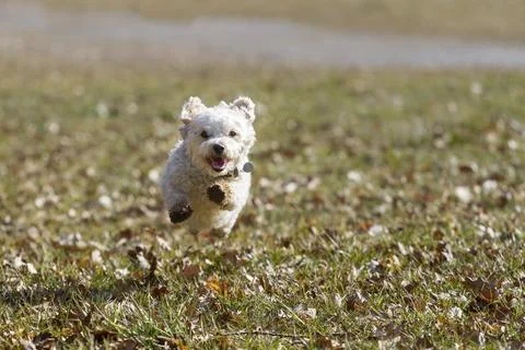 A small white mixed-breed dog flies across a meadow, the dog runs directly Stock Photos