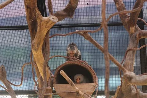 Small white monkey peeks from a wooden nest inside a cage with leafless branc Foto stock